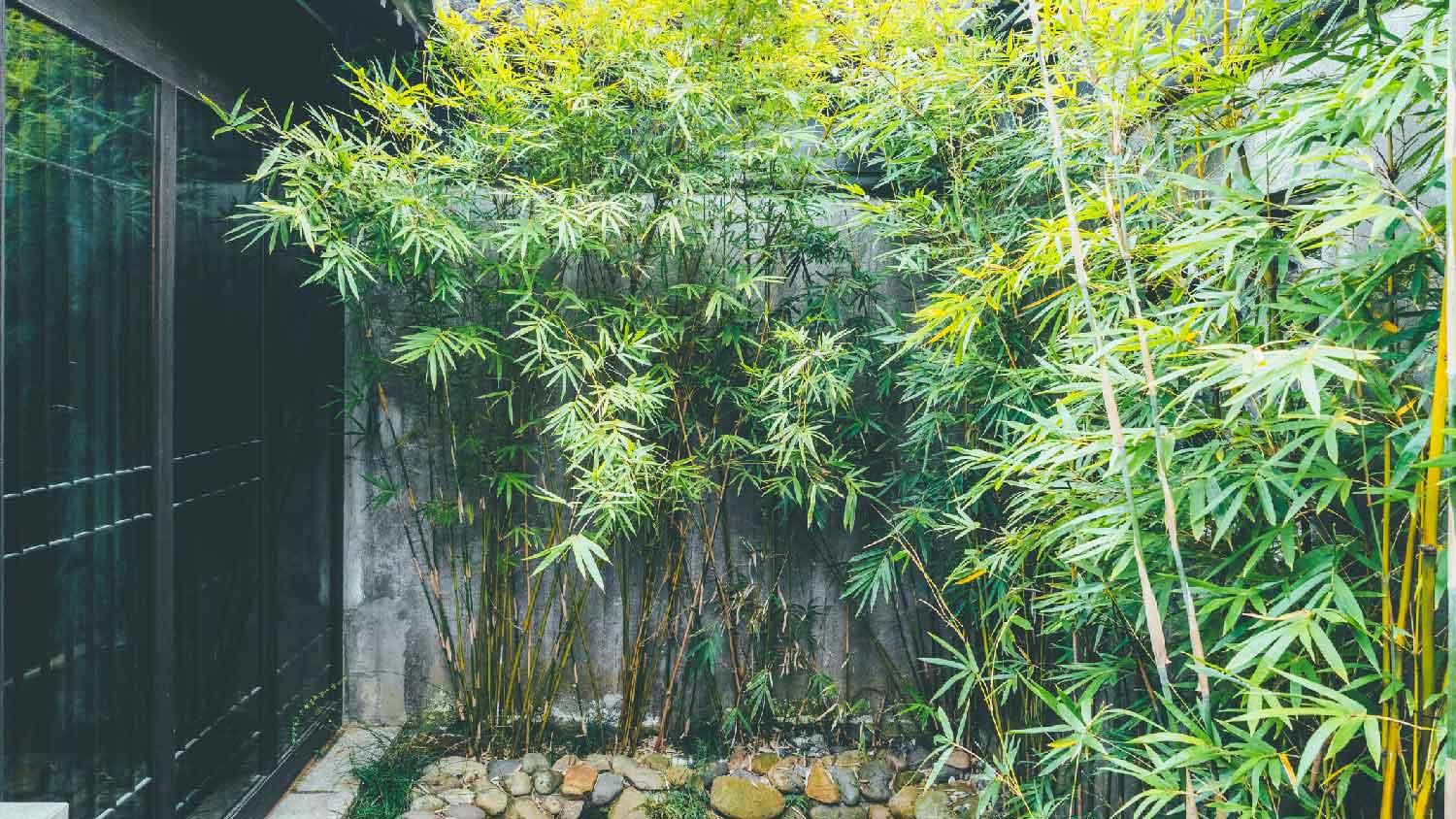 A garden with bamboo