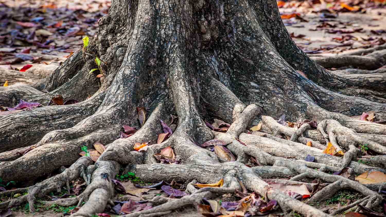 big roots above ground in yard