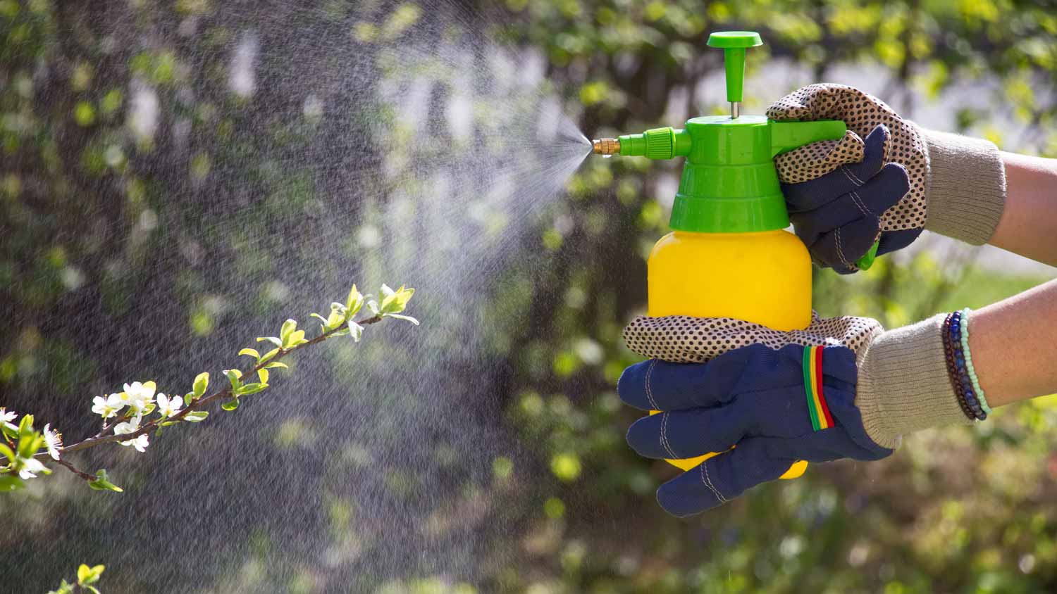 woman spraying blooming fruit tree