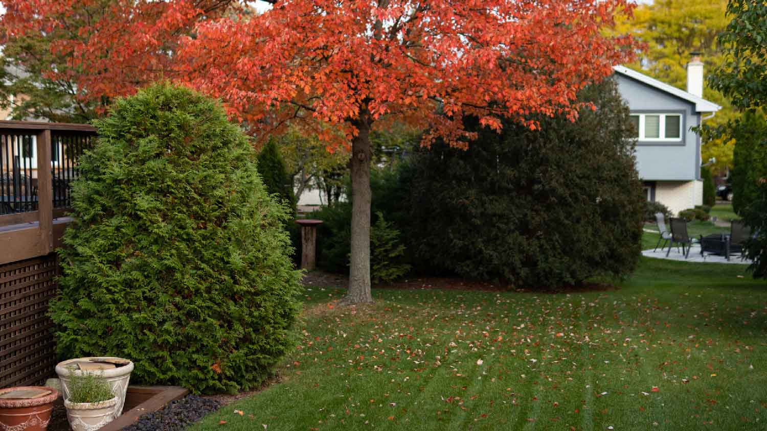 A tree in the garden in the autumn