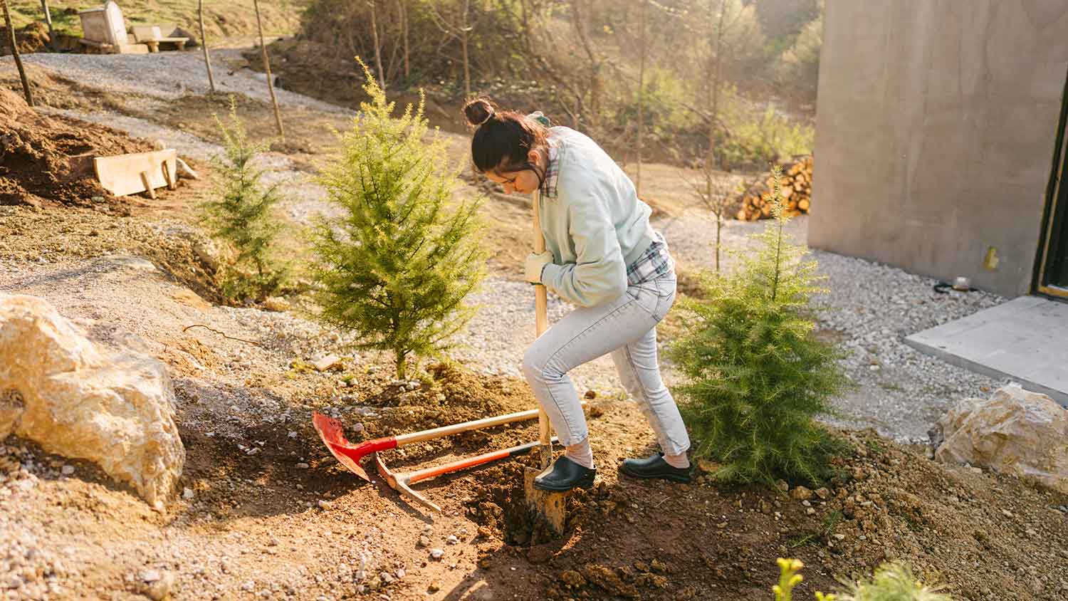 Woman planting small pine trees in her yard