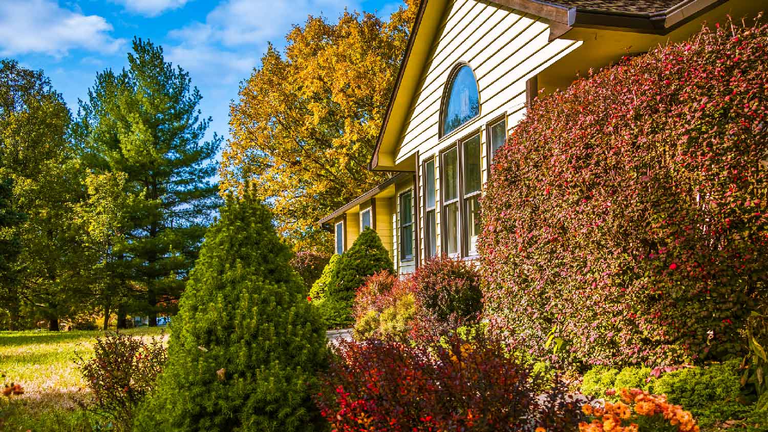 A house in the autumn with shrubs in its front yard