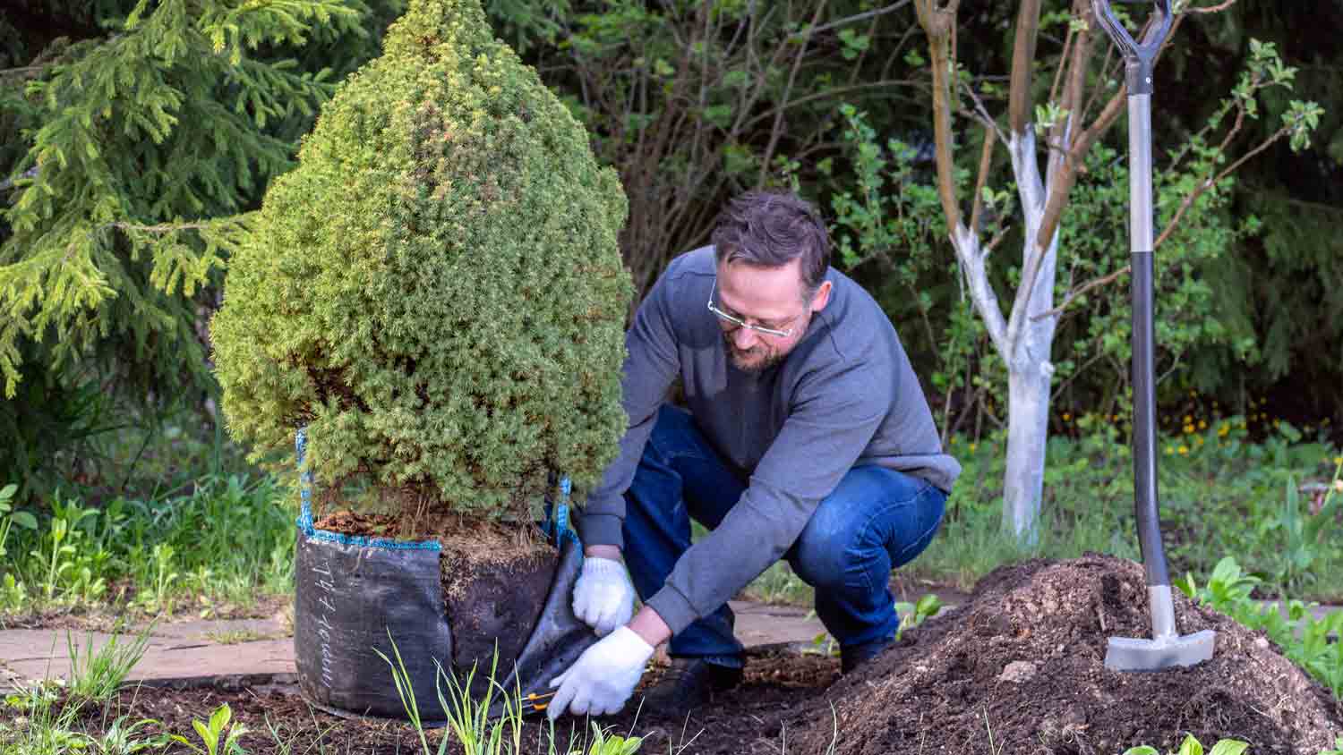 man planting small tree
