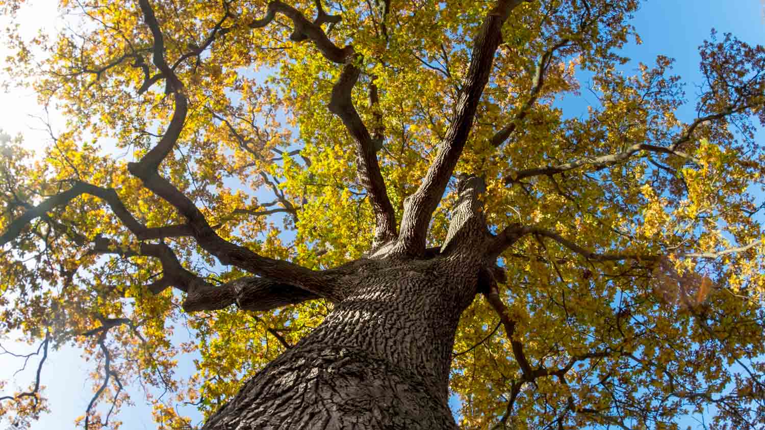 large oak tree in yard