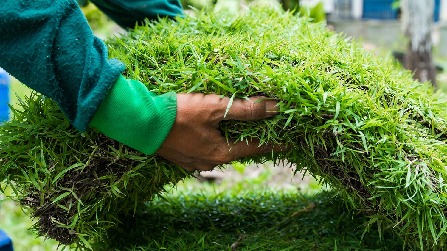 Fresh pieces of new grass