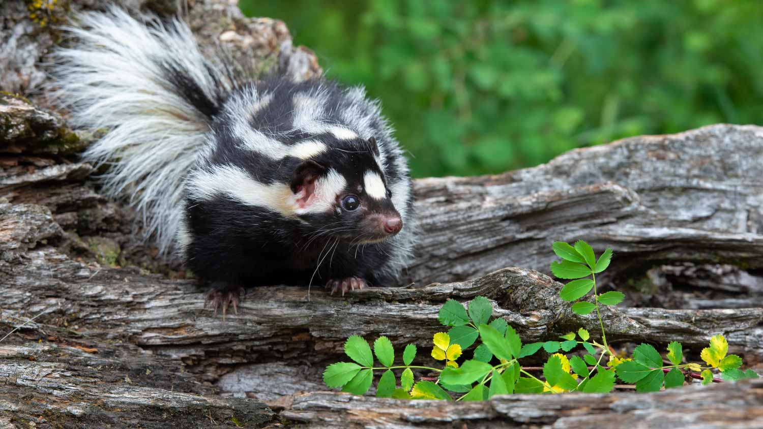 Skunk on tree trunk