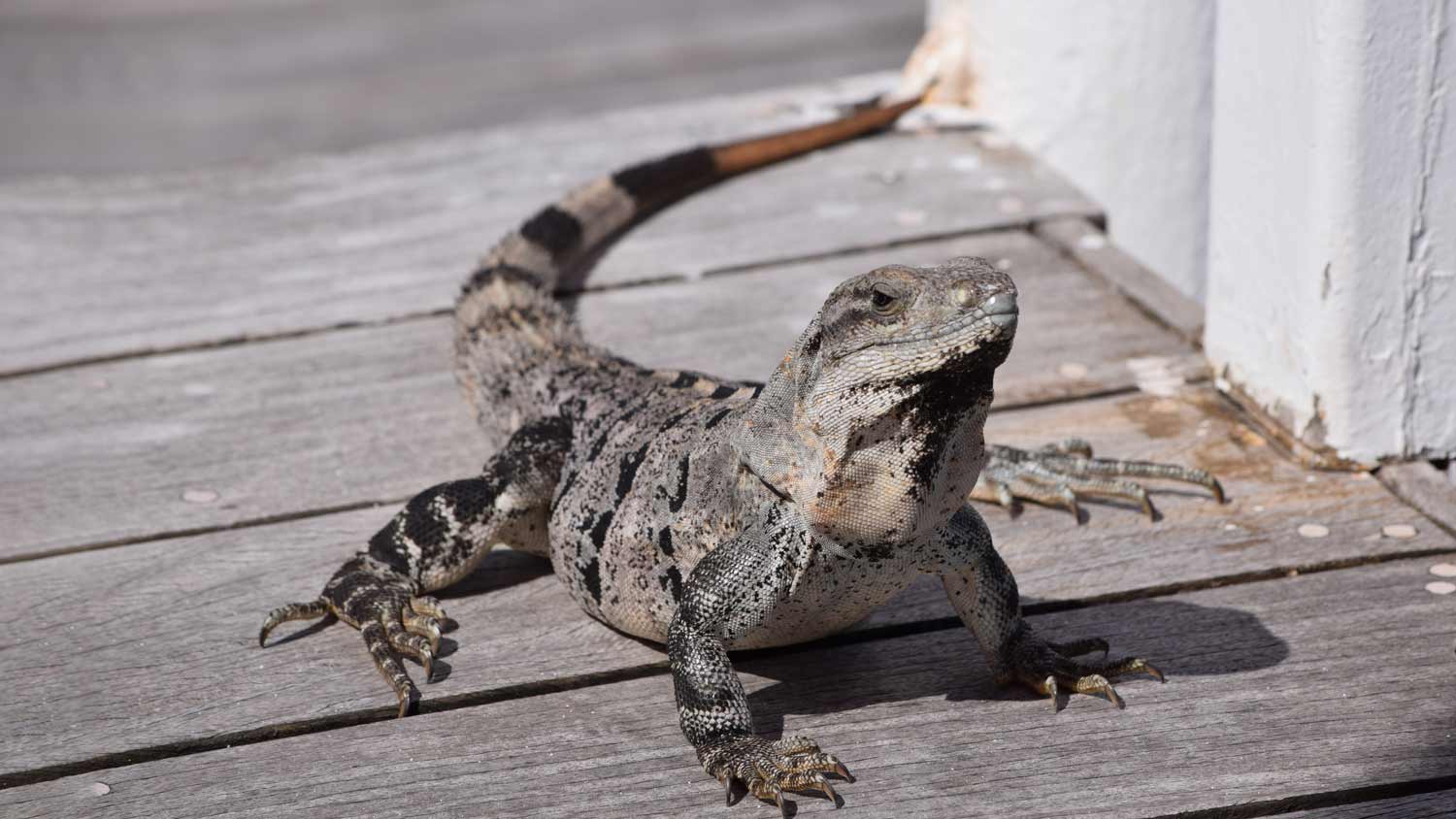iguana on deck