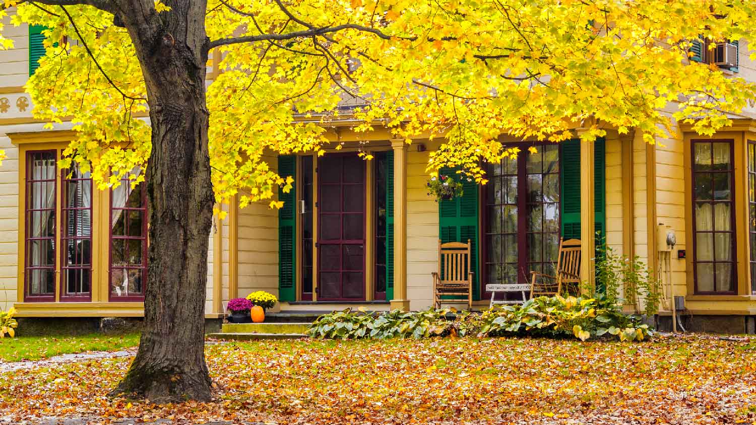 A large tree in the front yard of a house