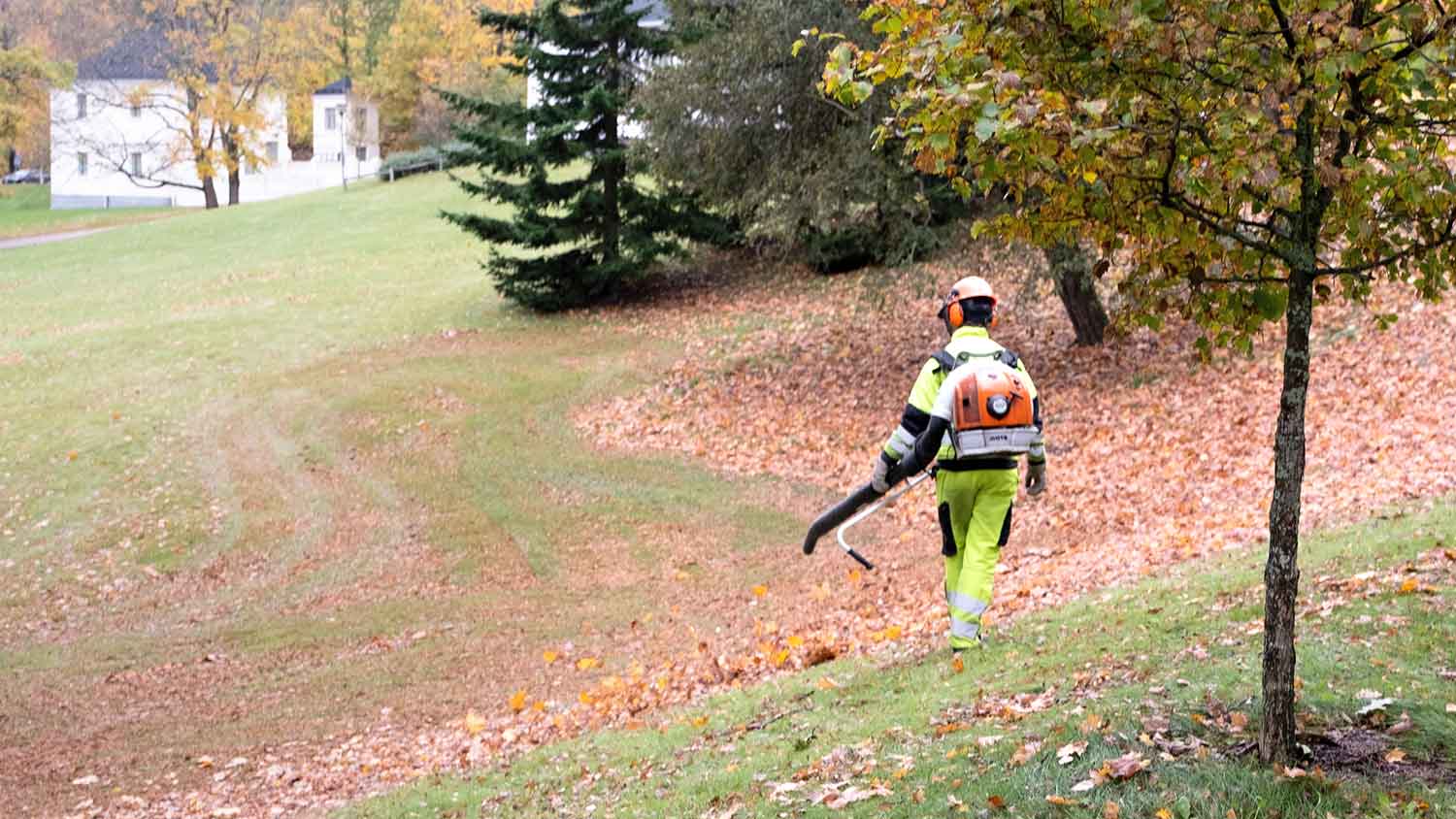 Worker removing leaves from the yard with a leaf blower