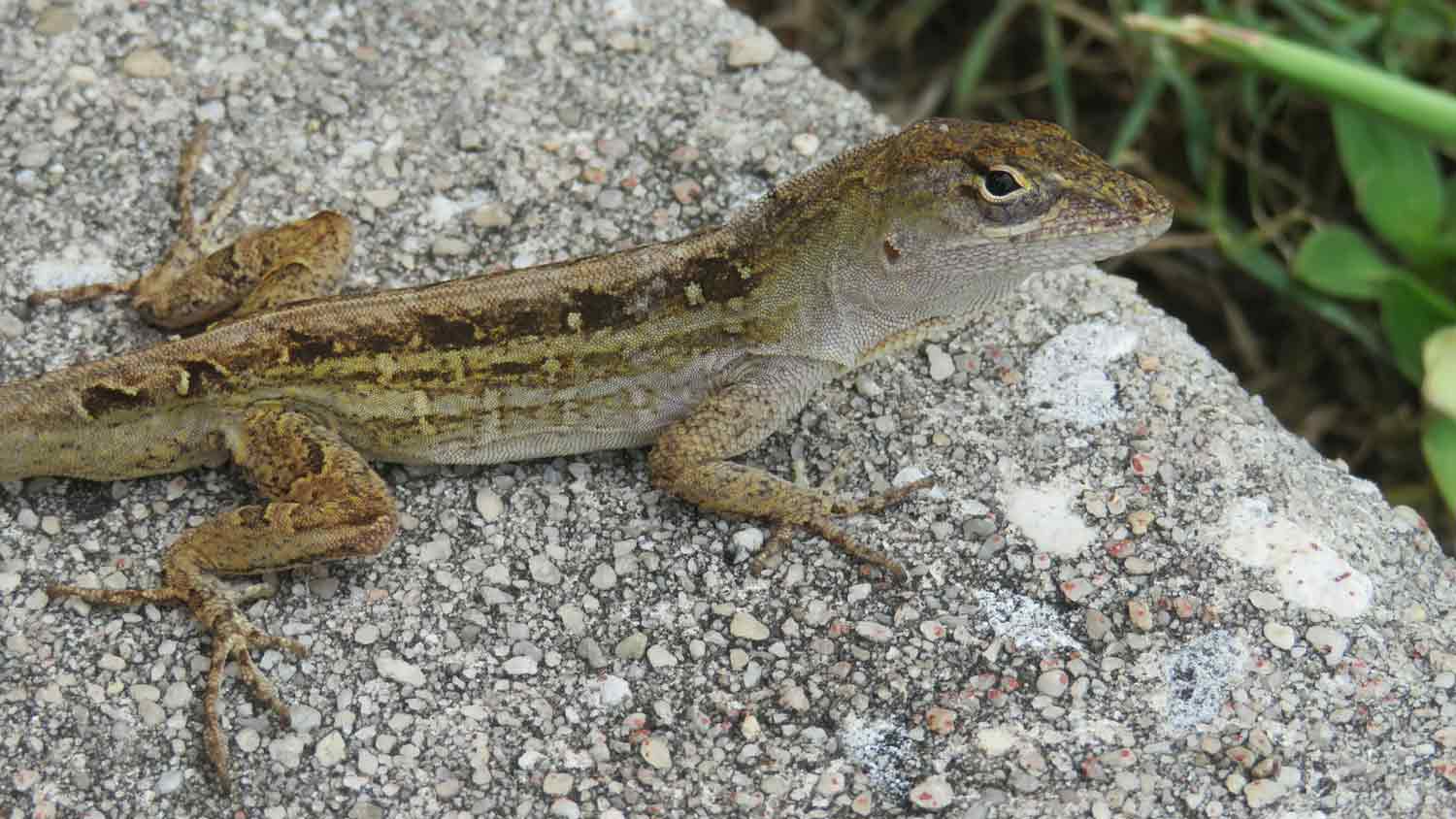 brown lizard on a stone
