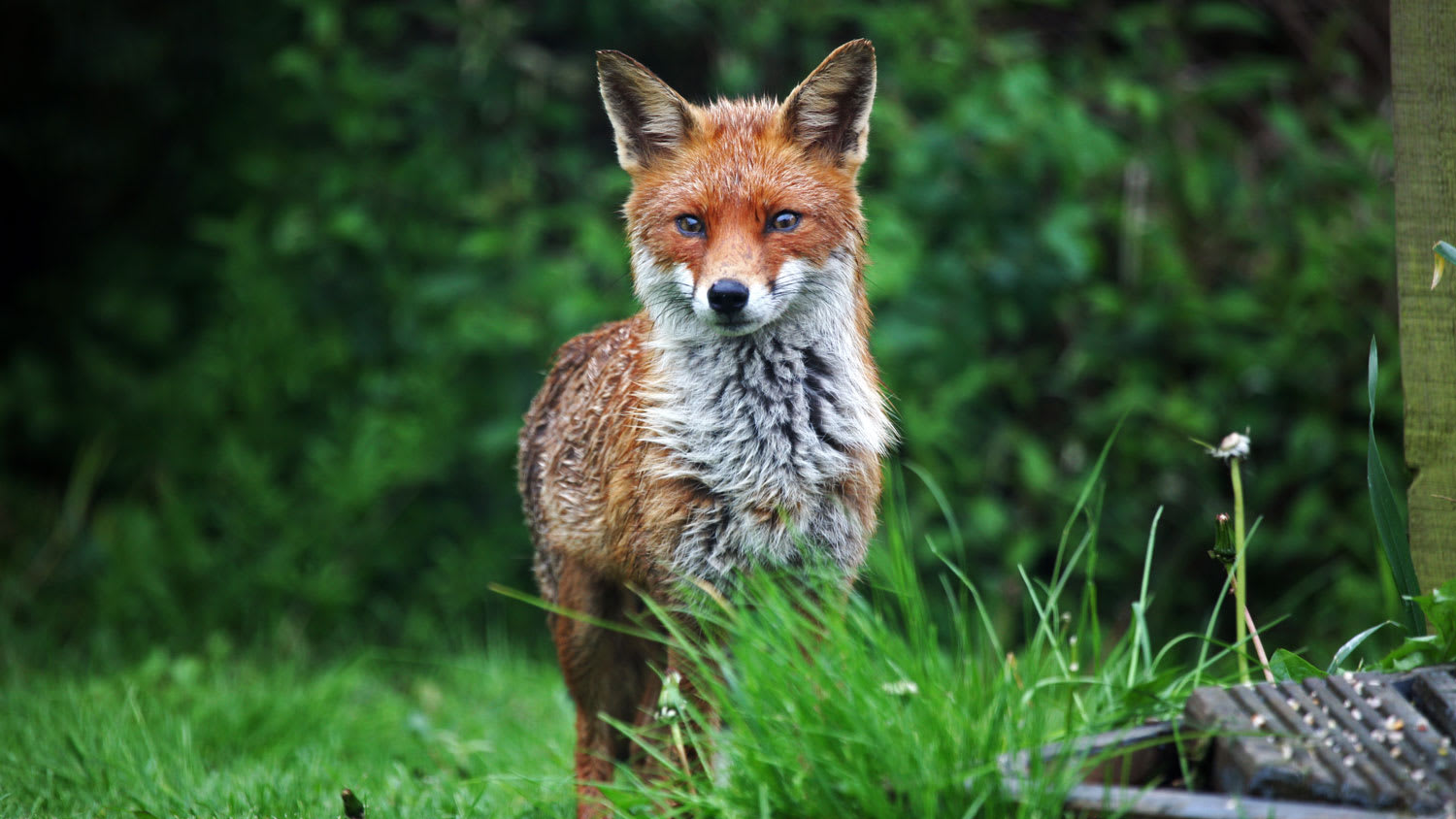 Fox in green yard