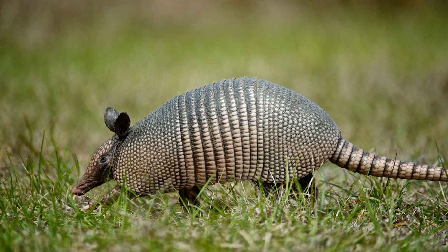 A nine-banded armadillo