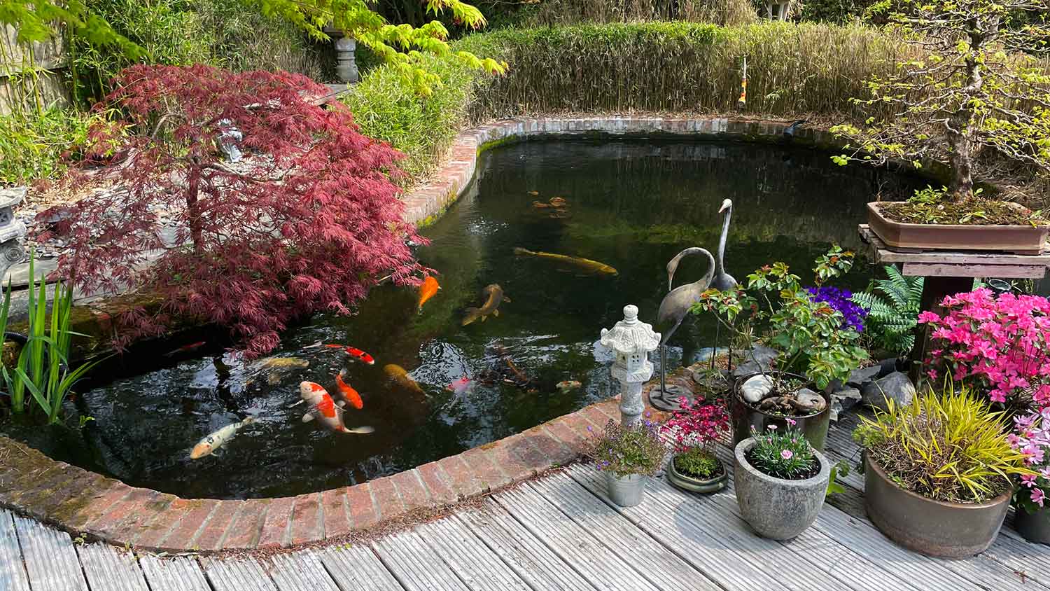 A japanese garden with a koi pond