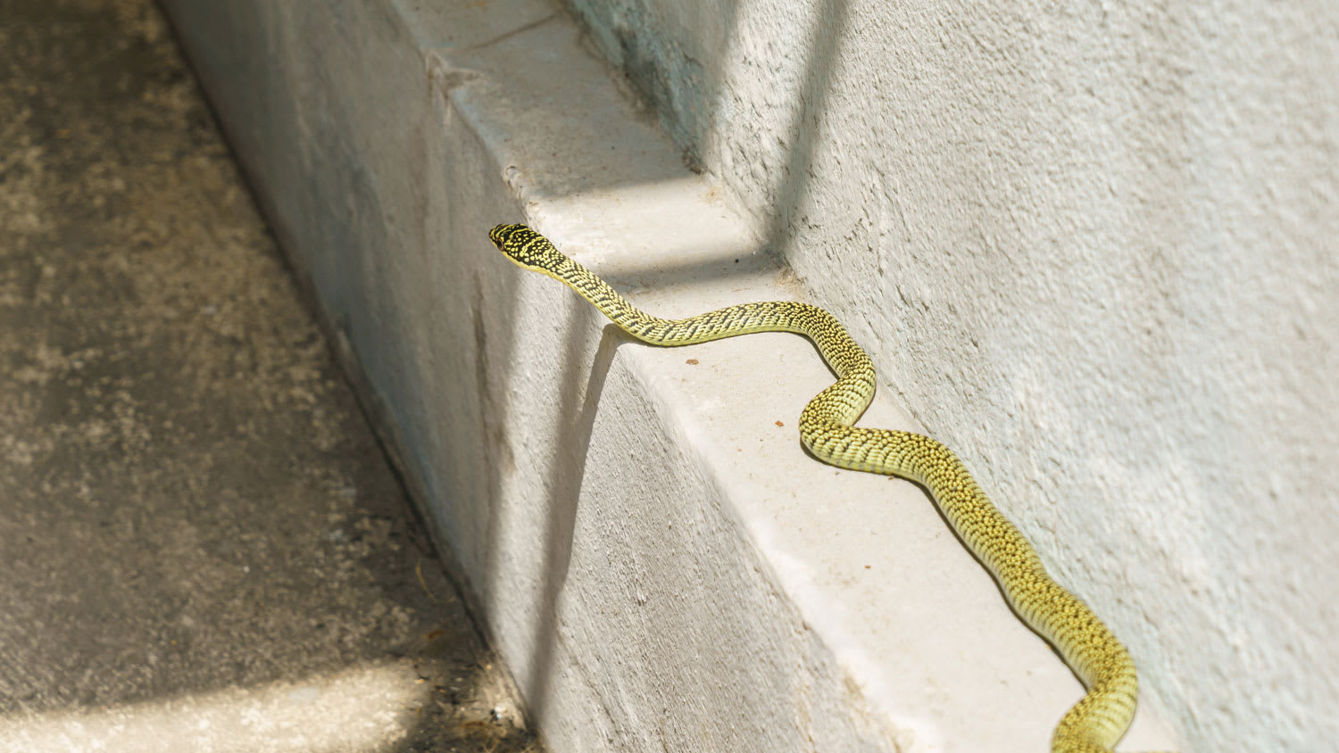 Green snake outside on ledge