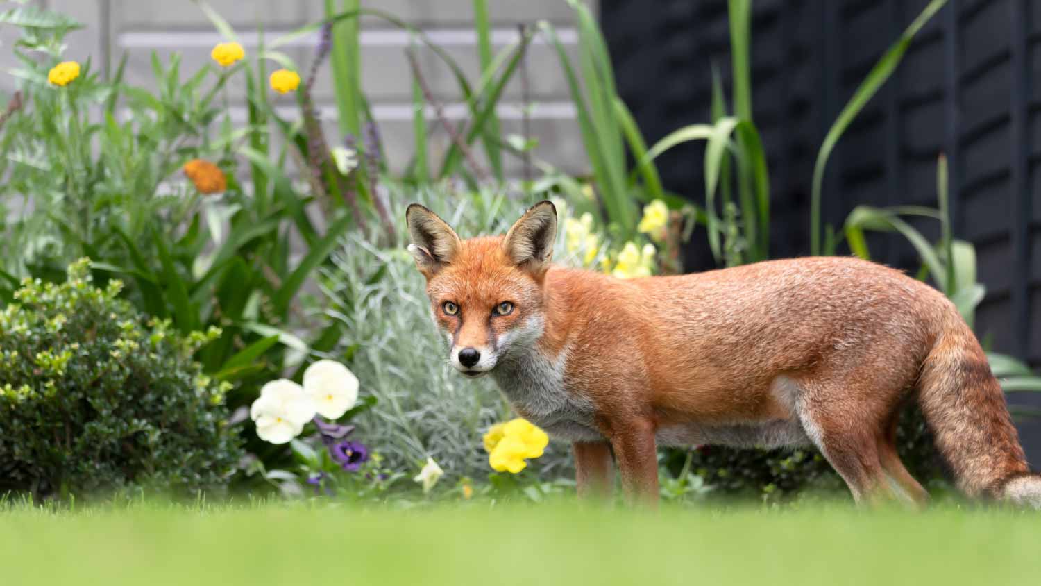 red fox in a garden