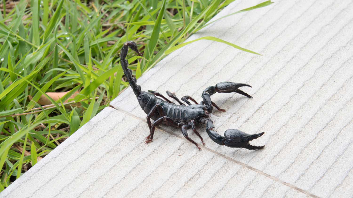 scorpion on deck yard