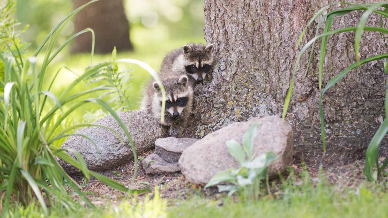 Two Baby Raccoons