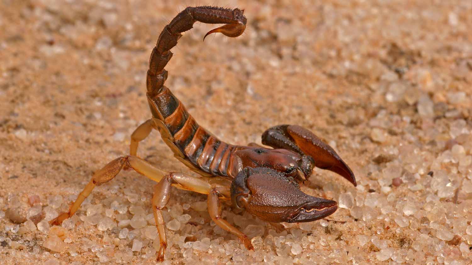 A scorpion in a backyard