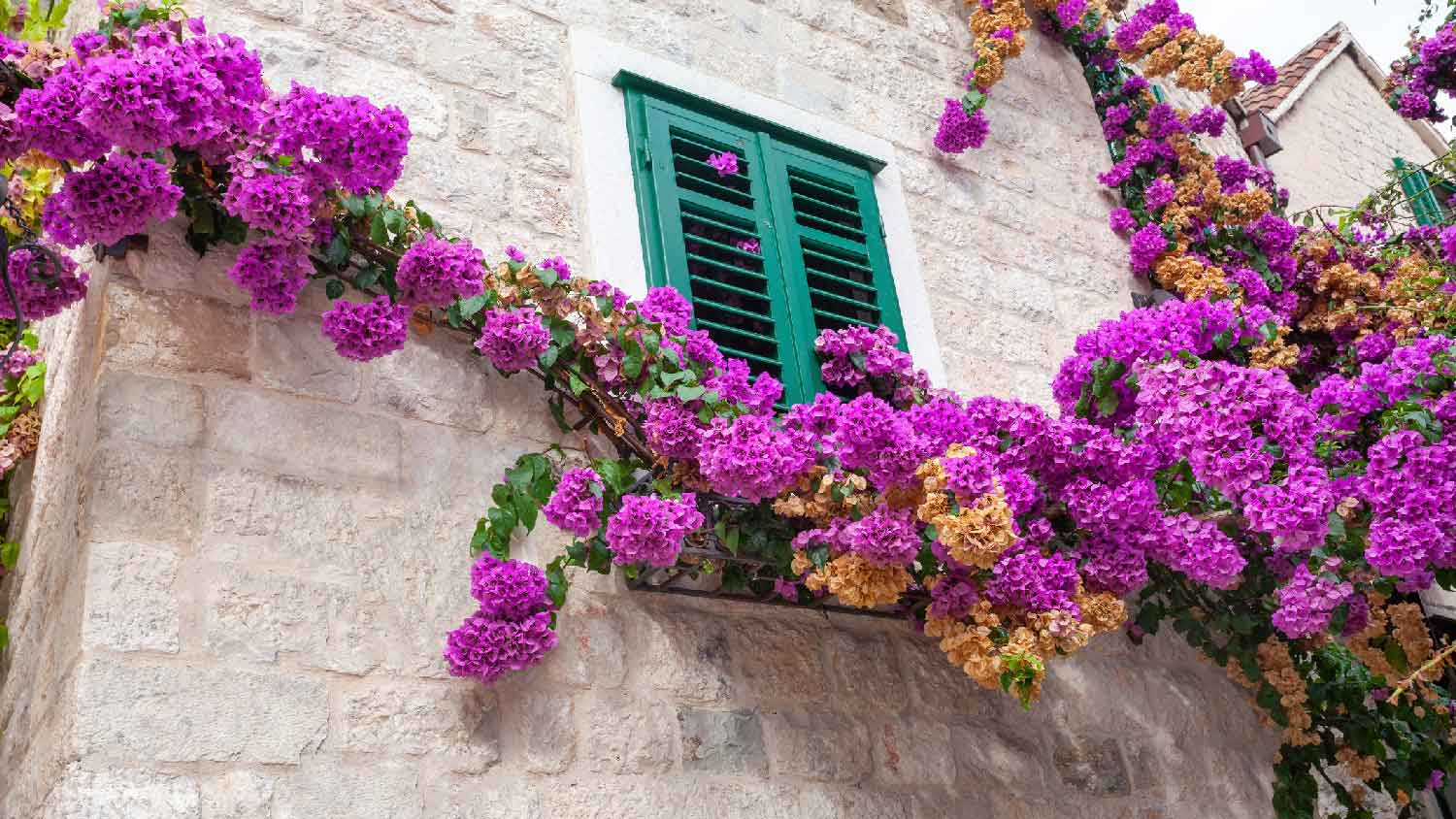 A bougainvillea in a mediterranean style house
