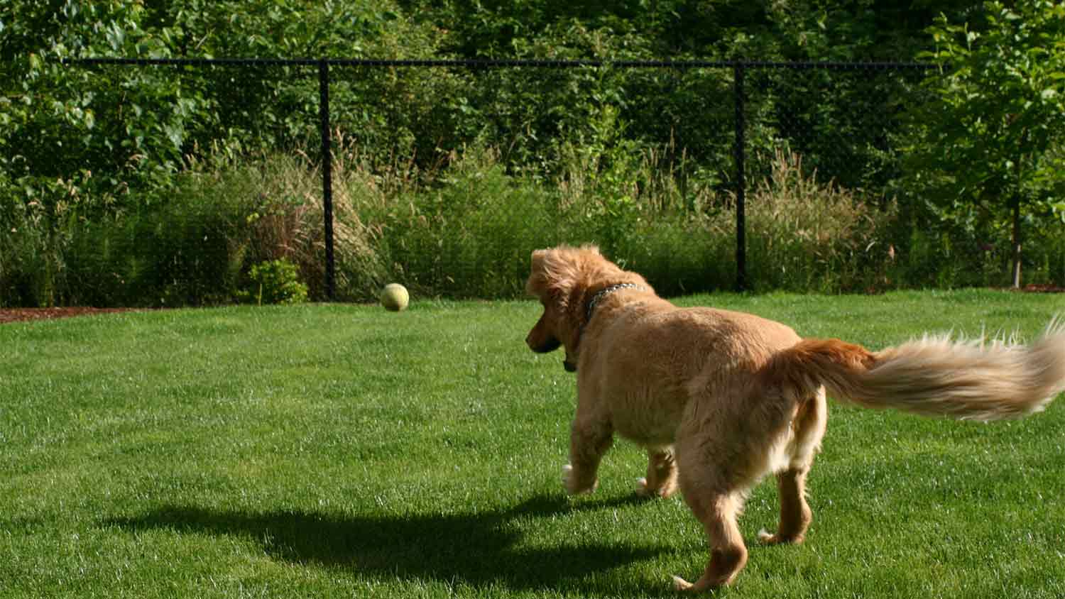 dog in the yard chasing ball