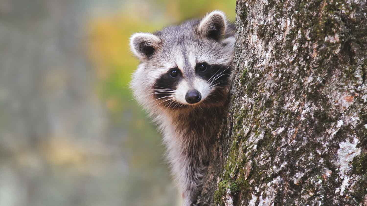 Racoon hiding behind a tree