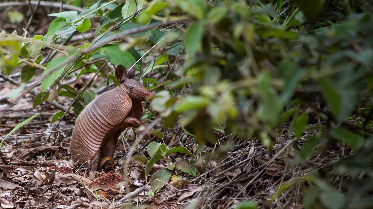 An armadillo native to Brazil
