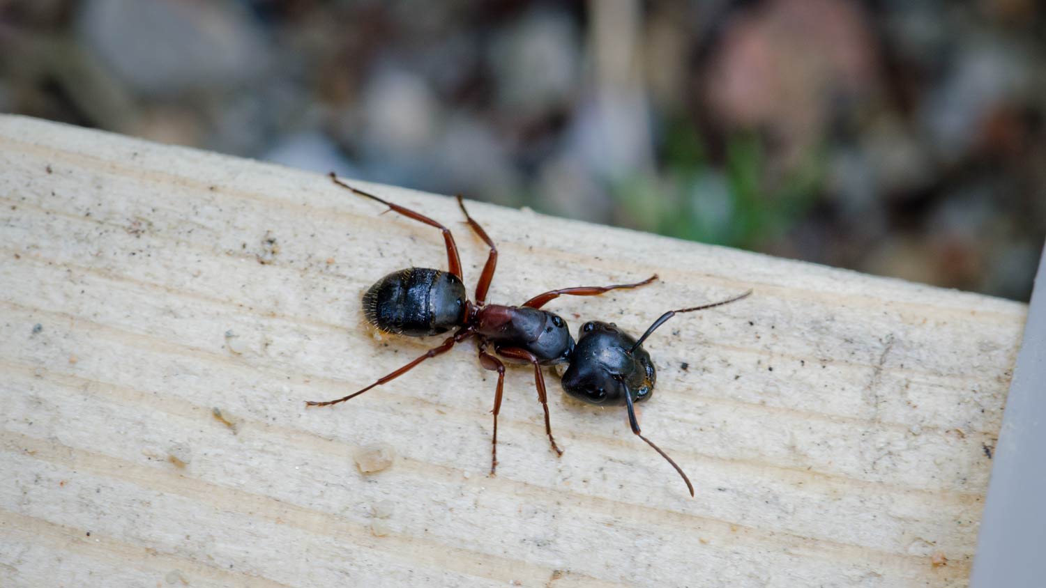 close up of carpenter ant