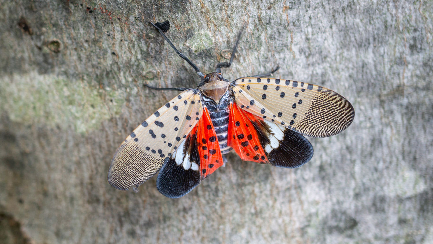 Spotted lanternfly on maple tree