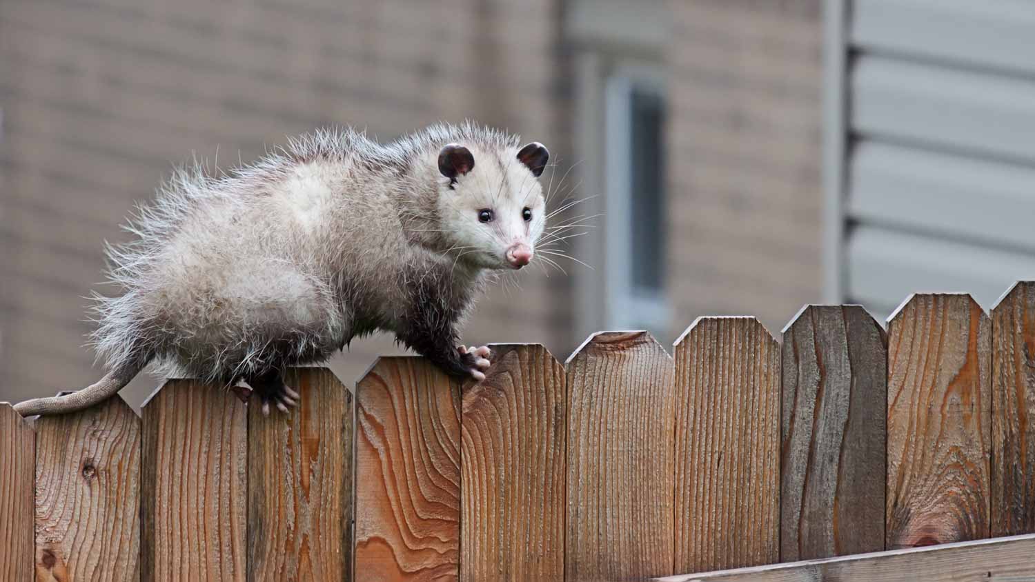 possum on wood fence