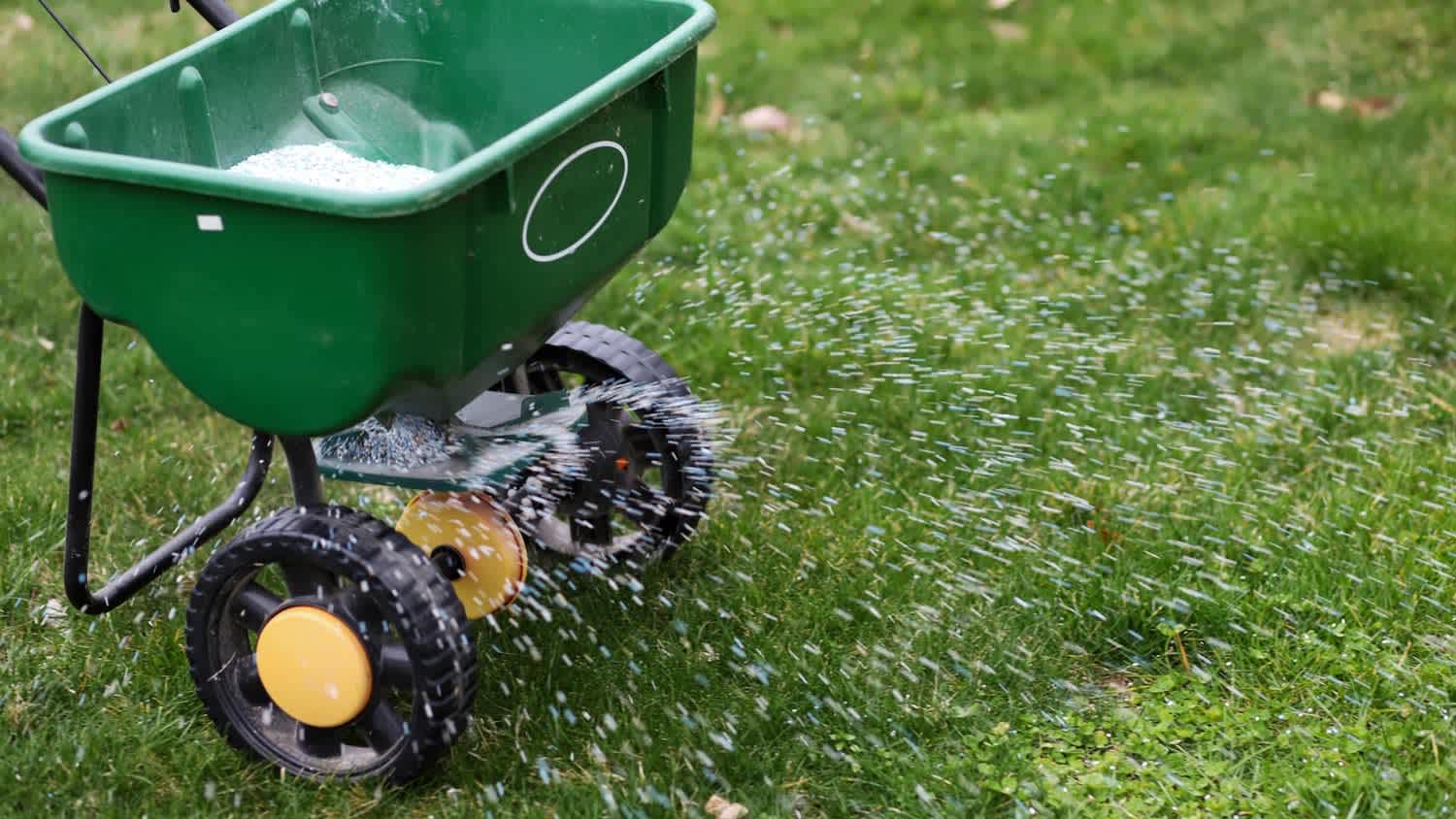 Overseeding the lawn using a seed spreader