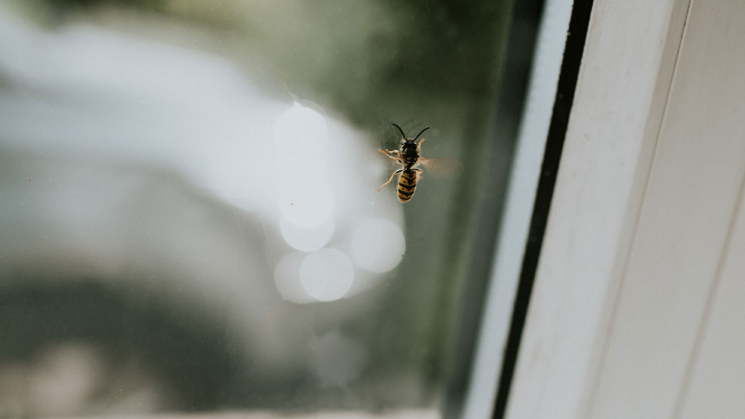 A wasp on a window