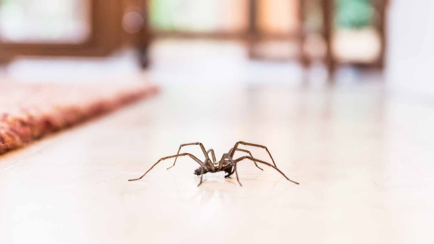 Spider on a smooth tile floor