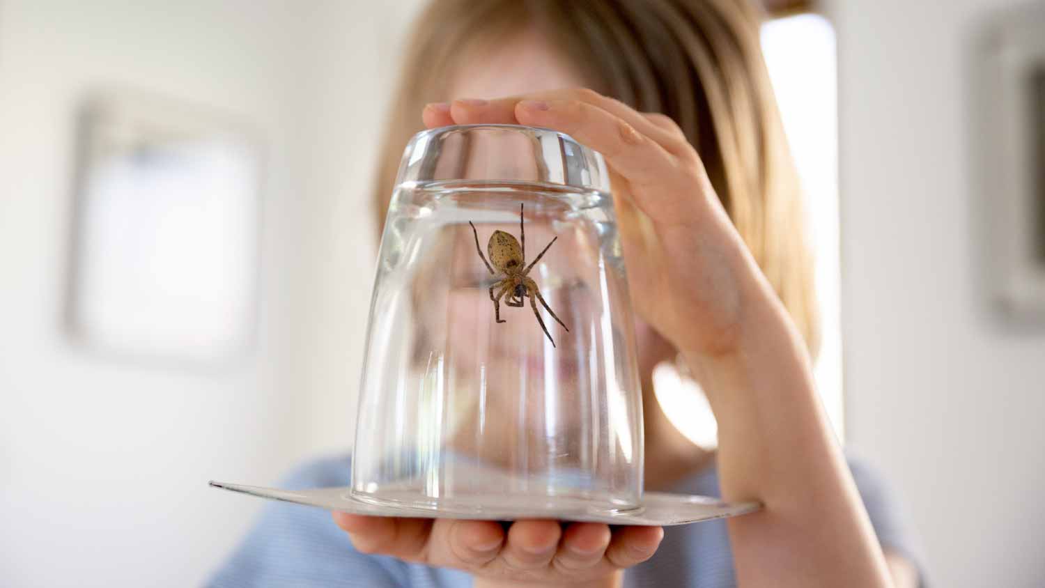 Girl holding a large house spider