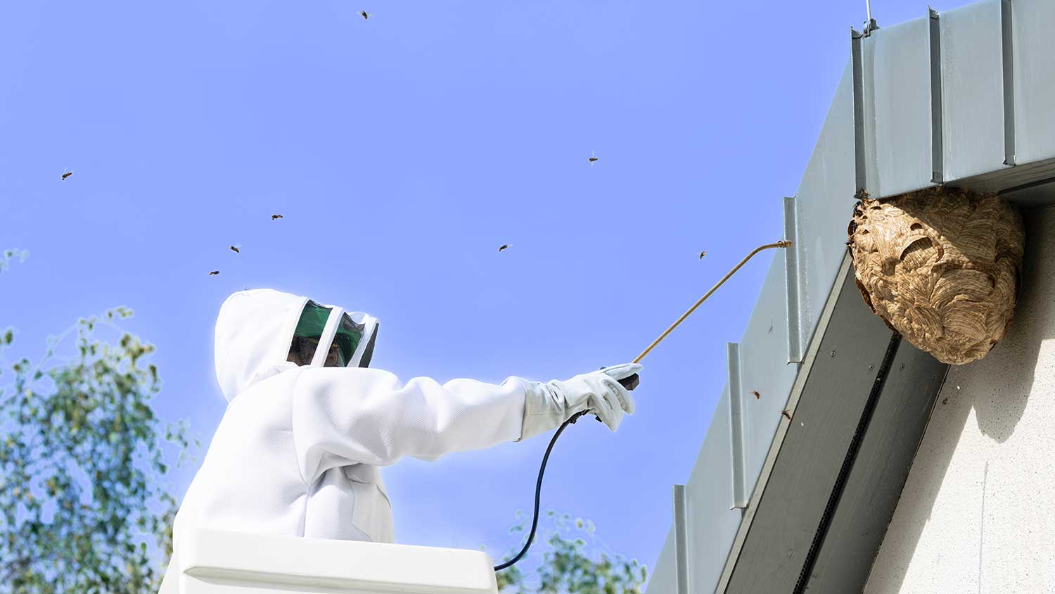 Specialist is removing hornet nest from a house