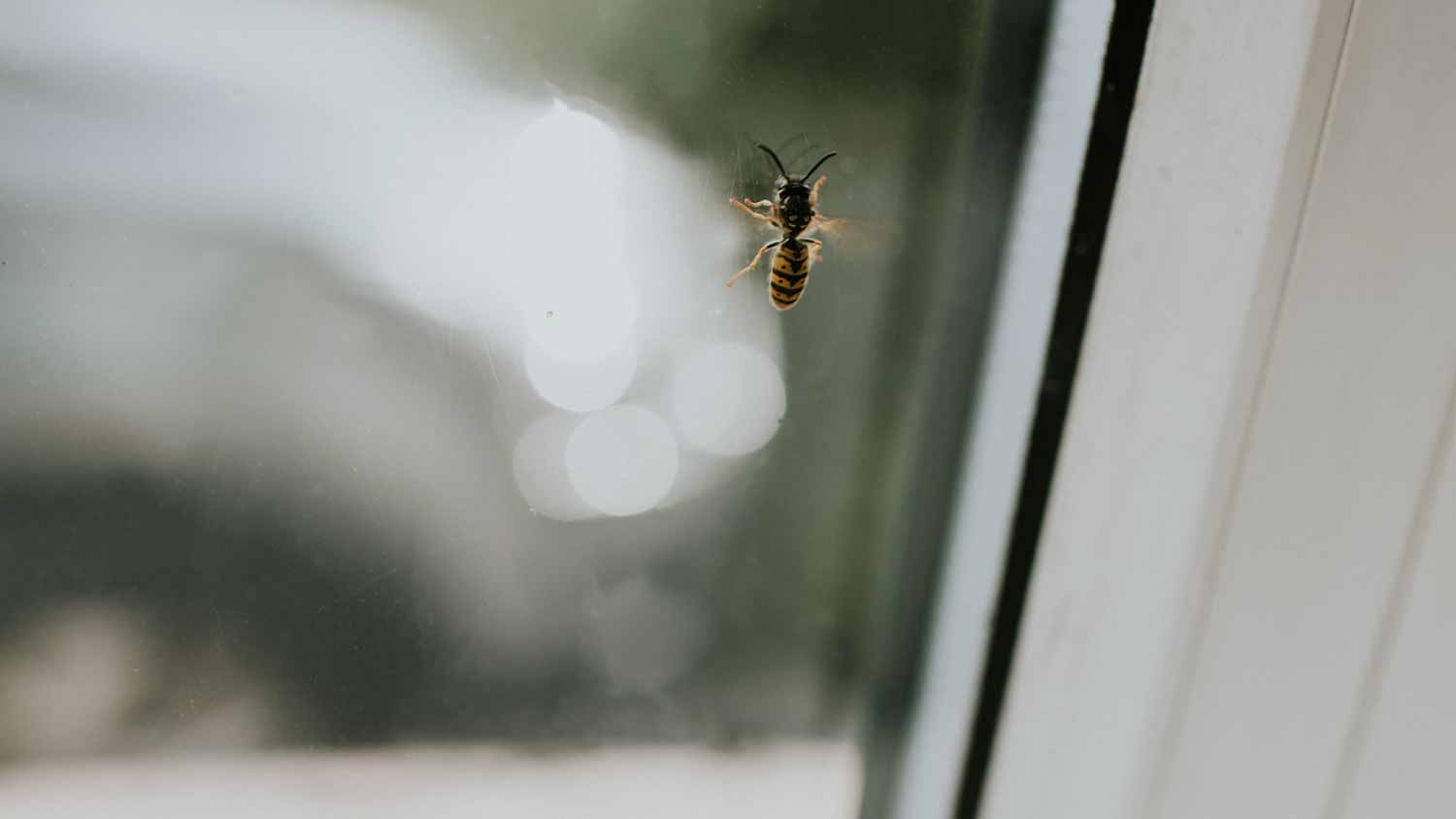 Wasp on a window