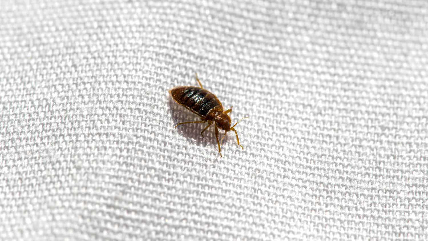 Bed bug on bed