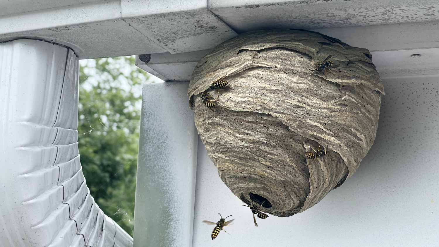 Worker removing wasp nest