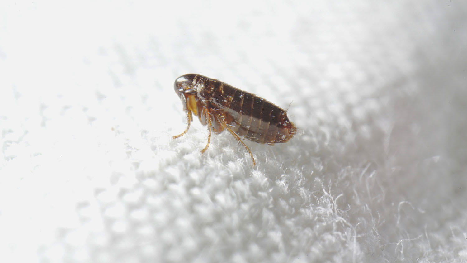 Close-up of a flea