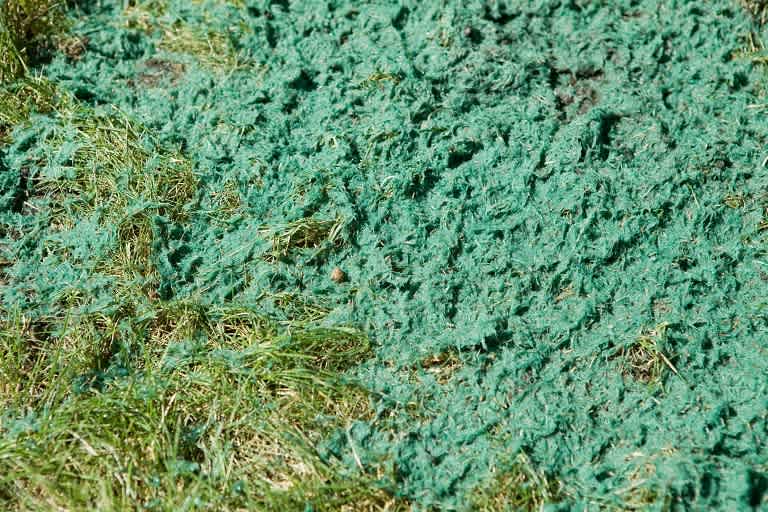 Hydroseed lawn patch