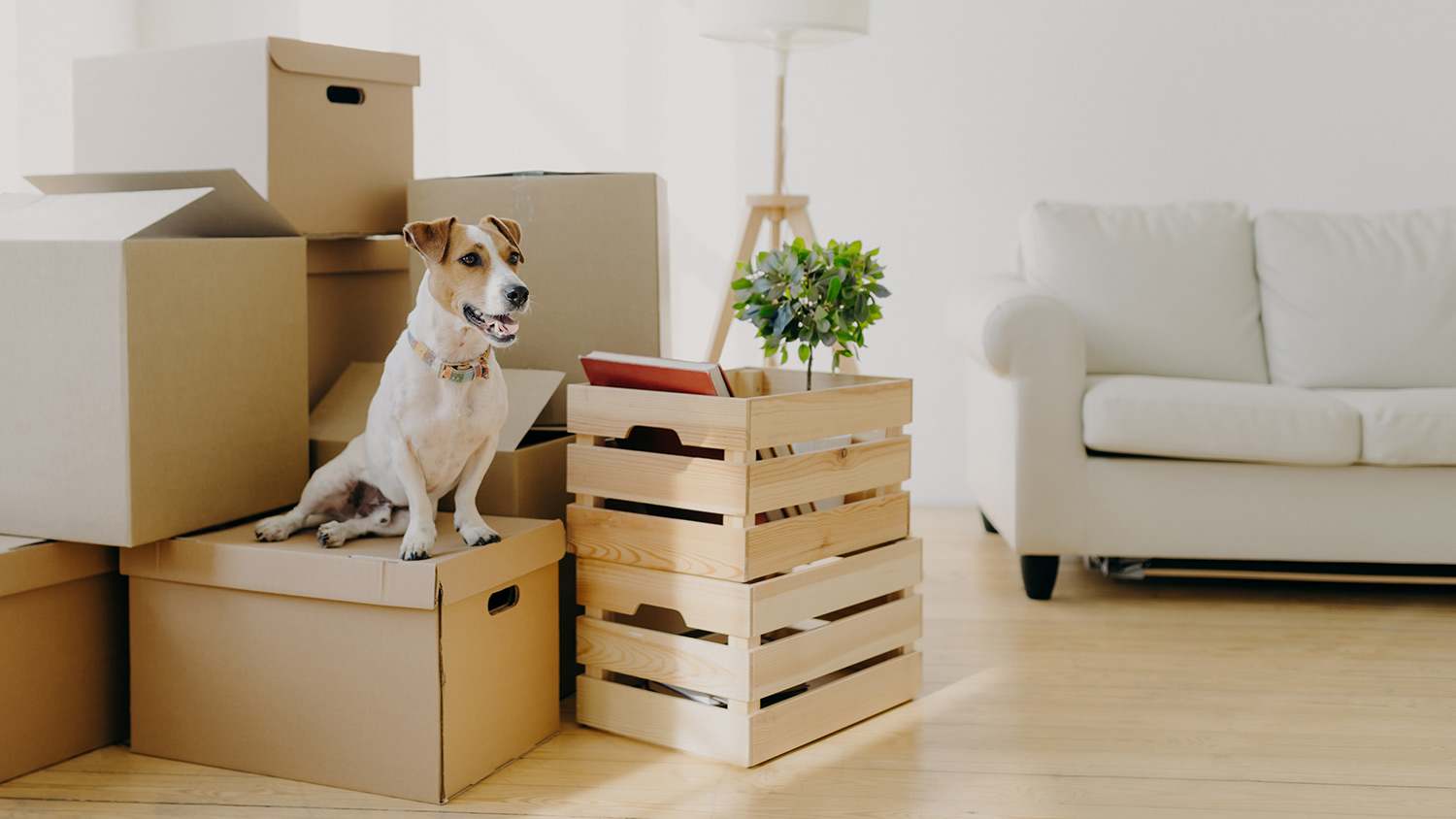 A dog sits on moving box next to a plant