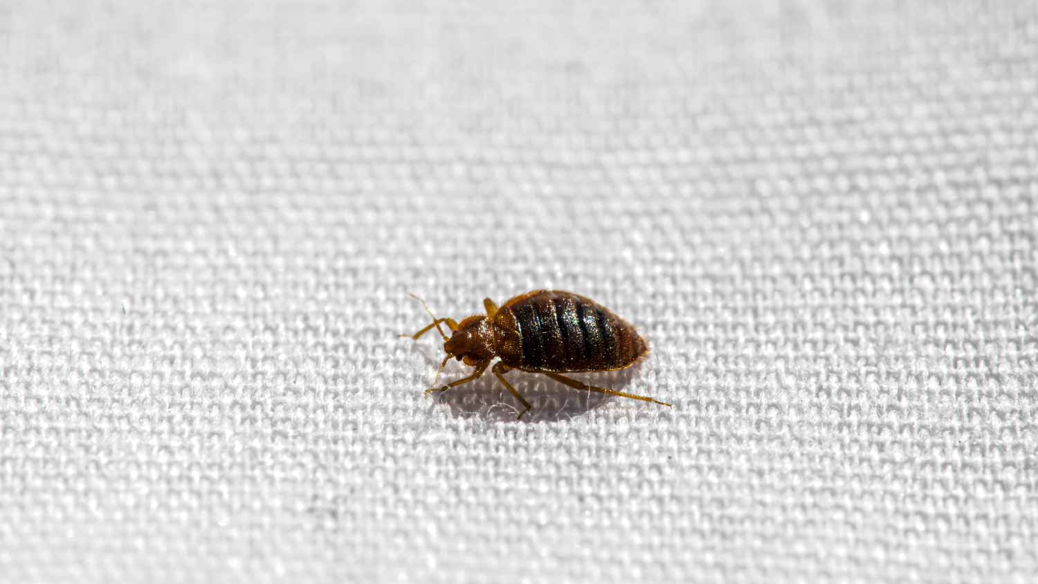 Small bed bug