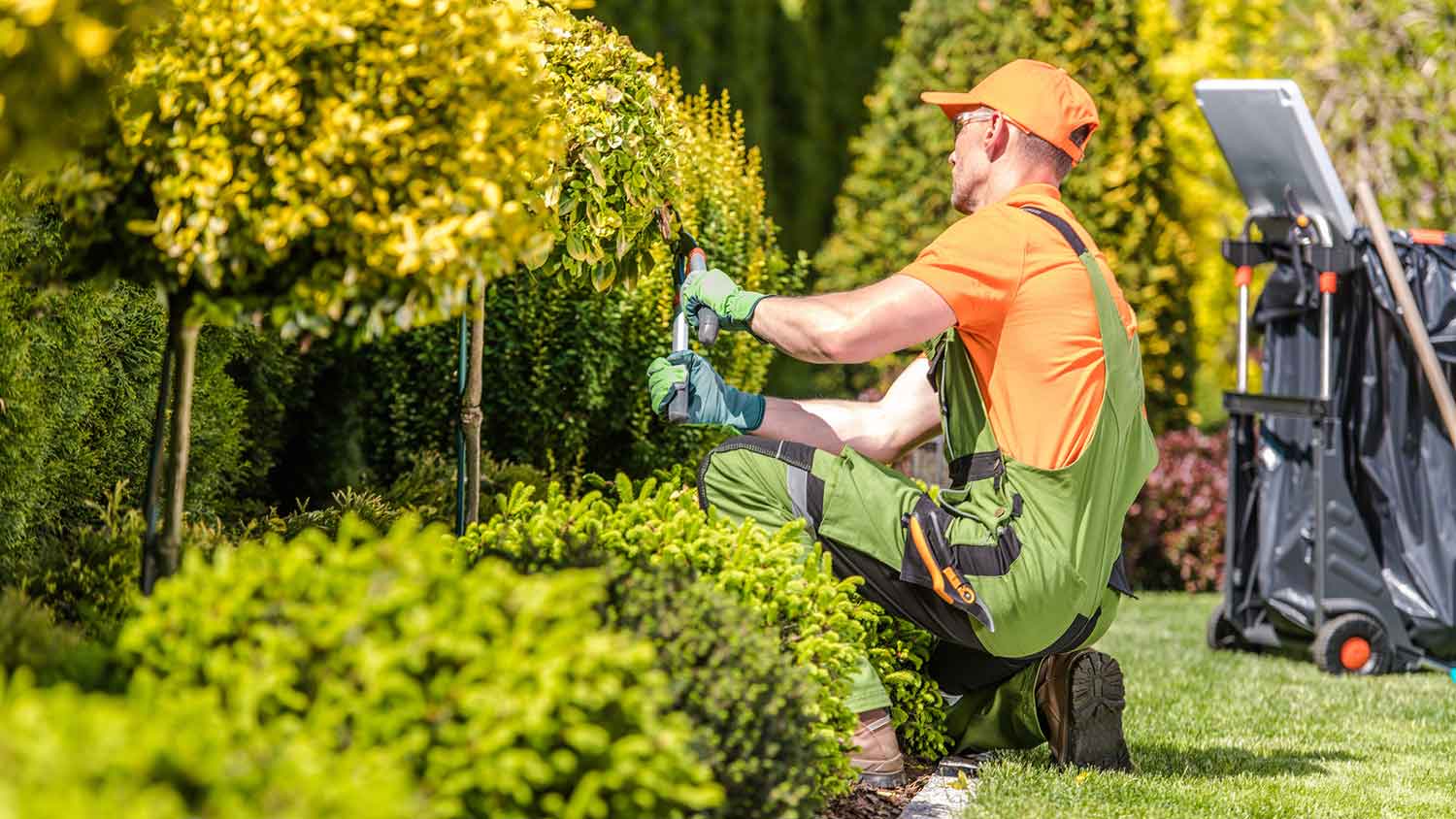 Professional landscaper trimming bushes in the yard