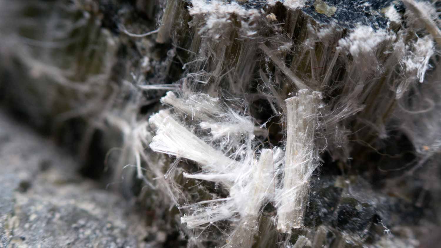 Asbestos chrysotile fibers