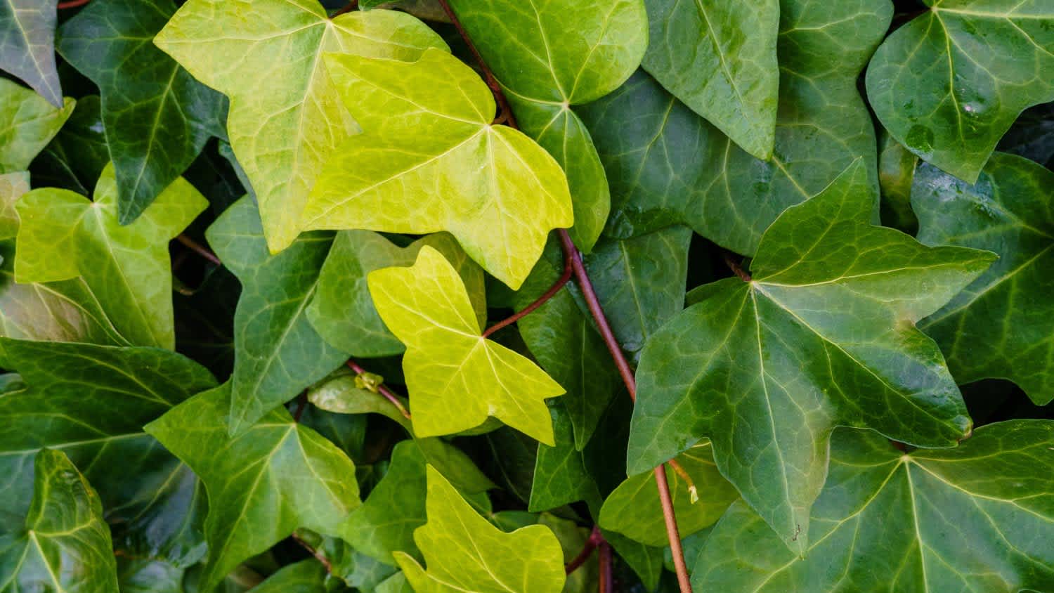 Leaves piled up in the park