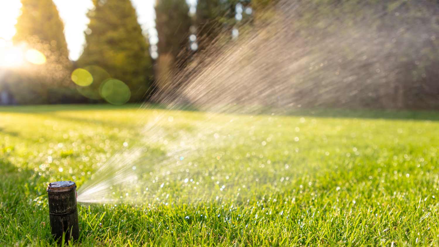 automatic garden sprinkler at sunrise