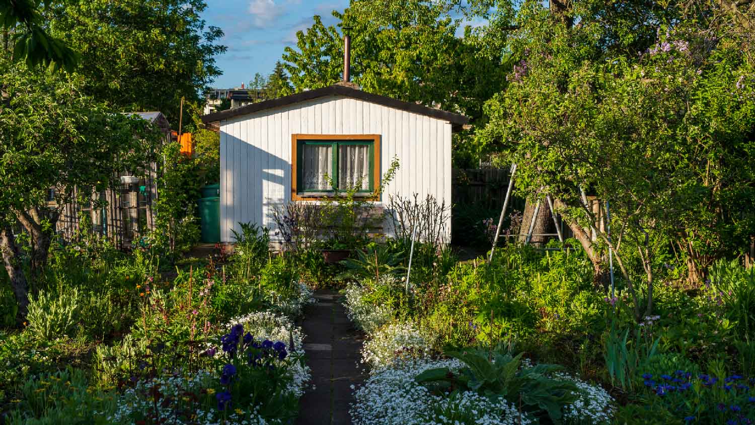 A shed in a lush backyard