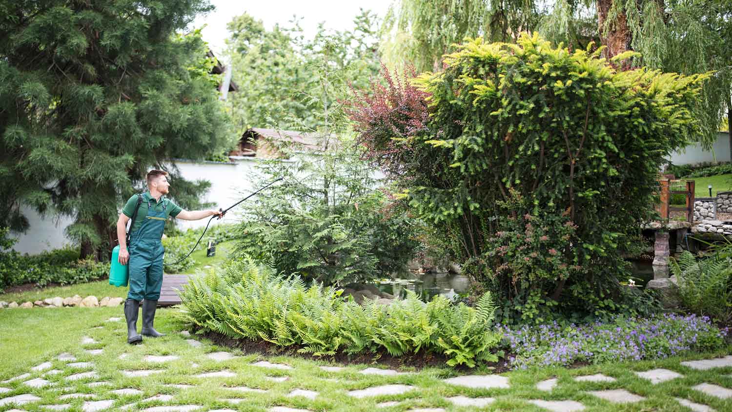 Landscaper spraying plants in the yard