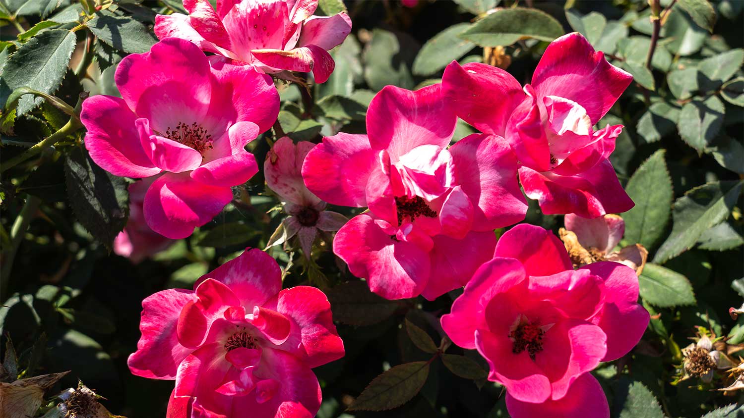 Knock out roses