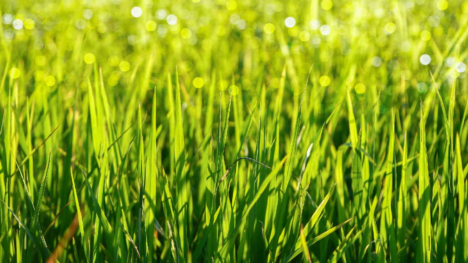 Close-up of bermuda grass