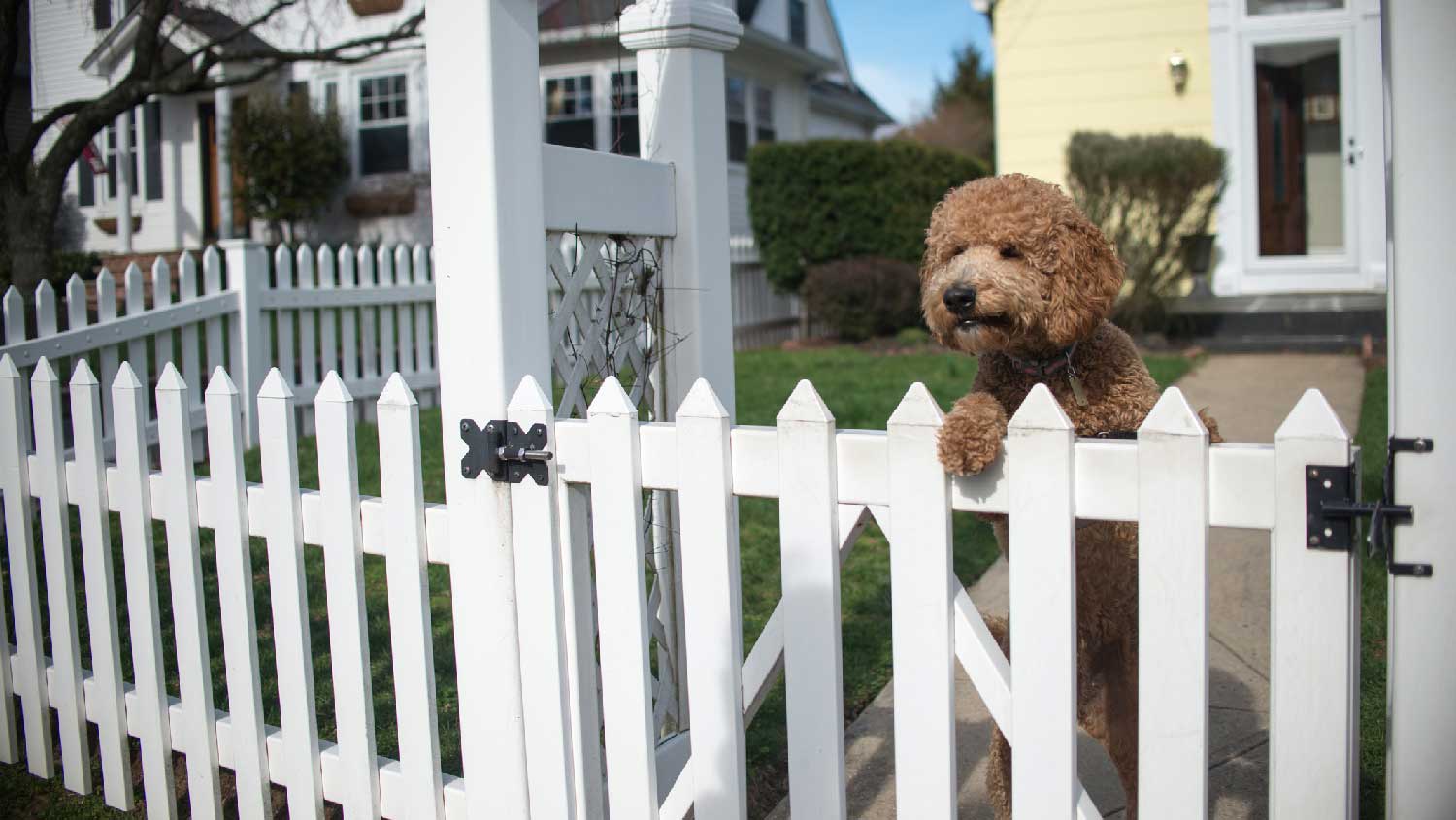 A dog looking over a white picket fence